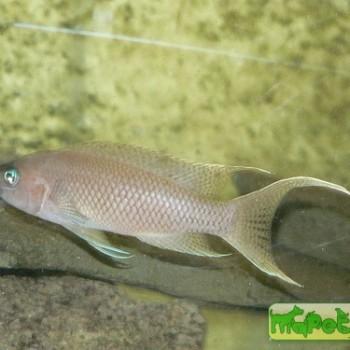 Neolamprologus gracilis