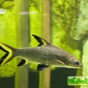 Balantiocheilus melanopterus