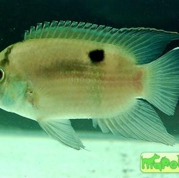 Cleithracara maronii
