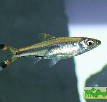 Rasbora trilineata