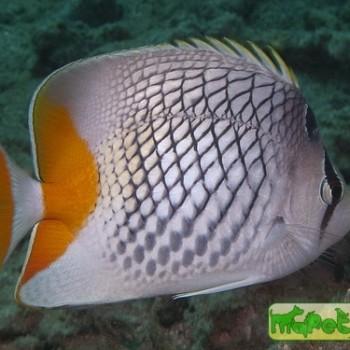 Chaetodon xanthurus