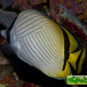 Chaetodon vagabundus