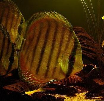 Symphysodon aequifasciatus
