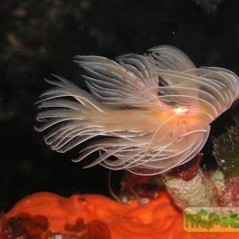 Protula sp.