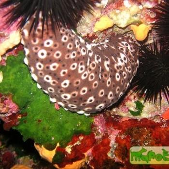 Holothuria sp.