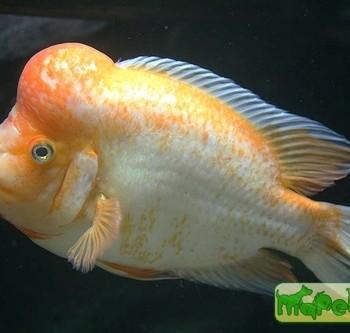 Amphilophus citrinellus