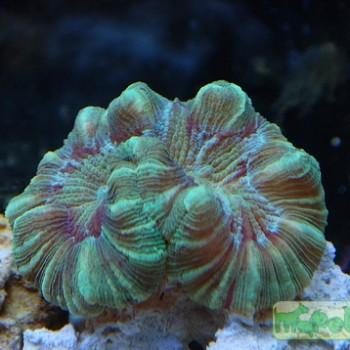 Wellsophyllia sp.
