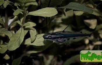 Hyalobagrus ornatus (Pelteobagrus ornatus)