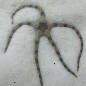 Ophiolepis sp.
