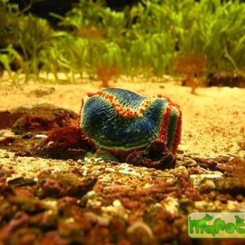 Pseudocolochirus tricolor (Paracucumaria tricolor)