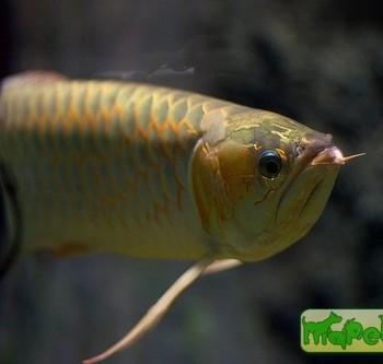 Scleropages formosus