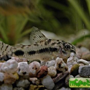 Corydoras habrosus