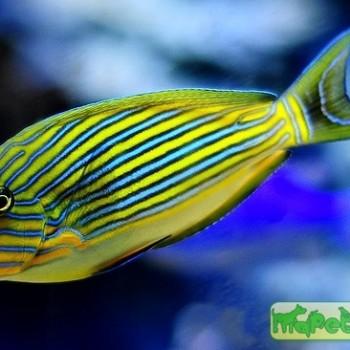 Acanthurus lineatus