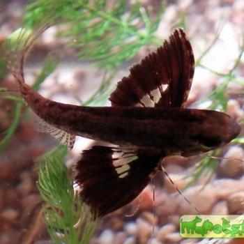 Pantodon buchholzi