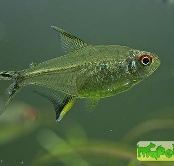 Hyphessobrycon pulchripinnis