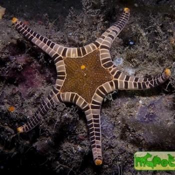Iconaster longimanus