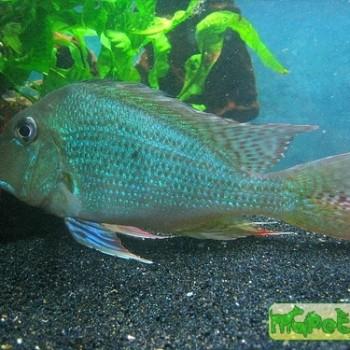 Geophagus surinamensis