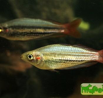 Melanotaenia australis