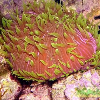 Fungia sp.