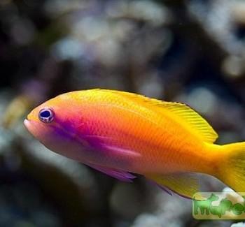pseudanthias bimaculatus