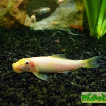 Gyrinocheilus aymonieri