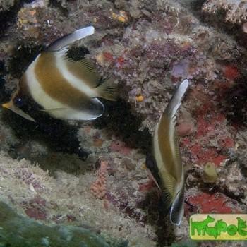 Heniochus chrysostomus