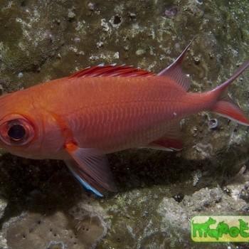 Myripristis kuntee