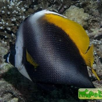 Heniochus singularius