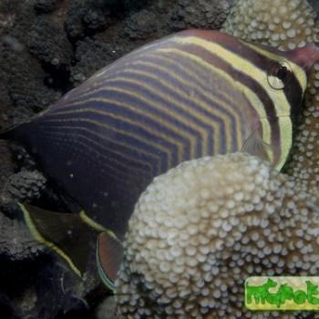 Chaetodon baronessa