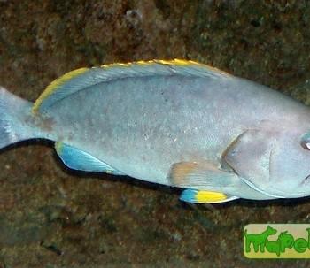 Epinephelus flavocaeruleus