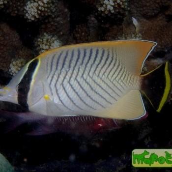 Chaetodon trifascialis