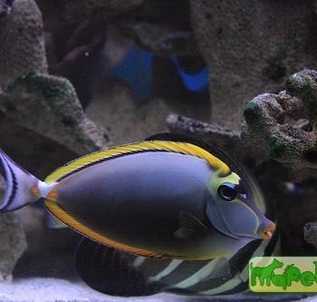 Naso elegans