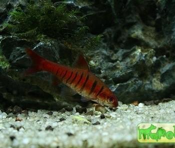 Barbus fasciolatus
