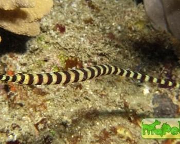 doryrhamphus dactyliophorus