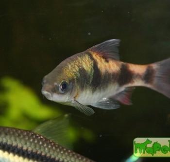 Puntius arulius (Barbus arulius, Capoeta arulius)