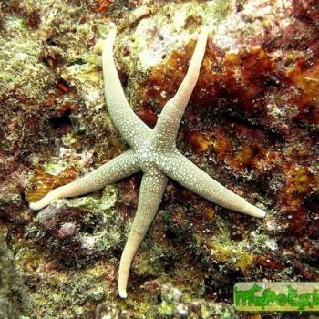 Nardoa sp.