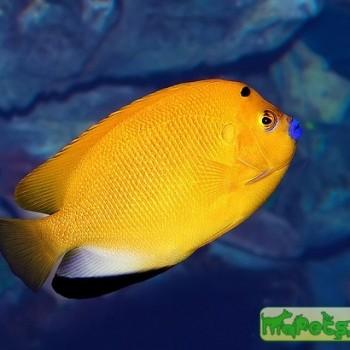 Apolemichthys trimaculatus