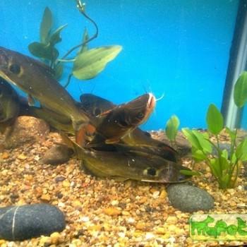 Horabagrus brachysoma