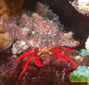 Paguristes cadenati