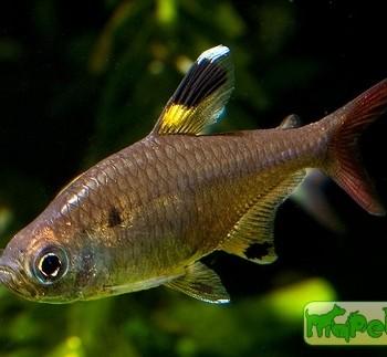 Pristella maxillaris (Pristella riddlei)