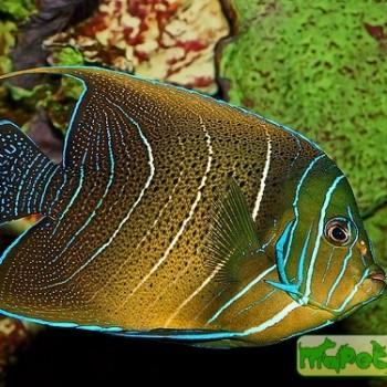 Pomacanthus semicirculatus
