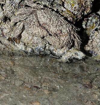 Pilumnus sp.