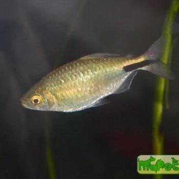 Brycinus longipinnis (Alestes longipinnis)