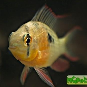 Microgeophagus altispinosus