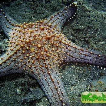 Pentaceraster sp.