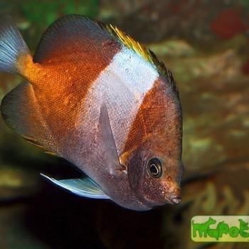 Hemitaurichthys zoster