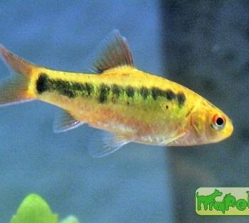 Puntius semifasciolatus (Barbus semifasciolatus)