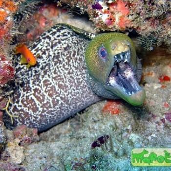 Gymnothorax undulatus