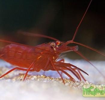 Lysmata wurdemanni