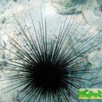 Diadema sp.